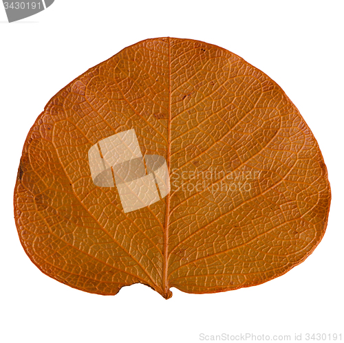 Image of Autumn leaf