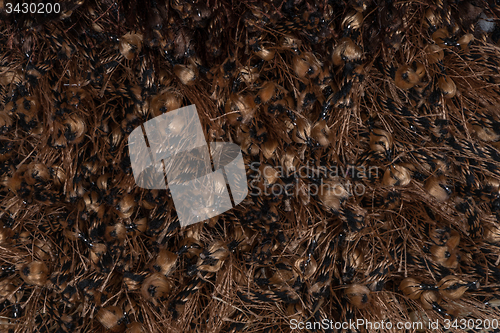 Image of Brown carpet