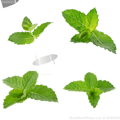 Image of Fresh mint close up
