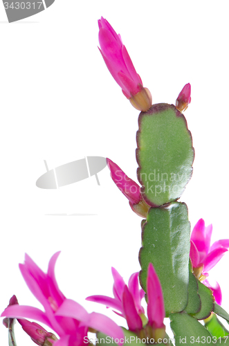Image of Easter Cactus (Rhipsalidopsis cactus)