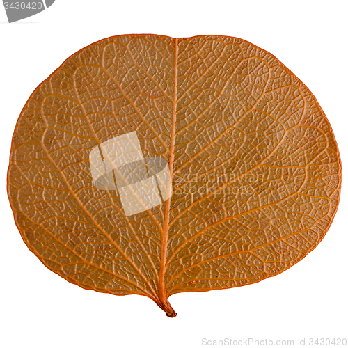 Image of Autumn leaf