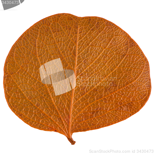 Image of Autumn leaf