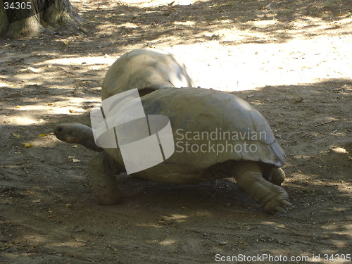 Image of Slow Turtles