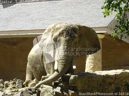 Image of Big Elephant