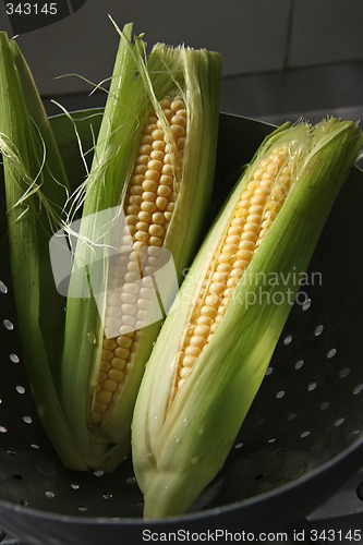 Image of Fresh ears of corn