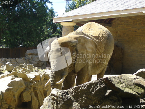 Image of Huge Elephant