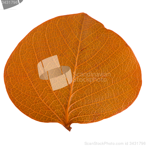 Image of Autumn leaf
