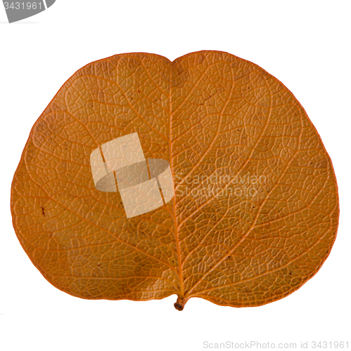Image of Autumn leaf