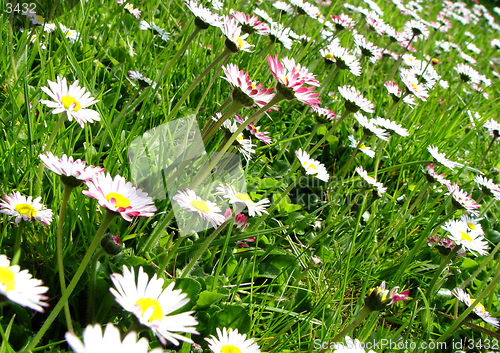 Image of daisies