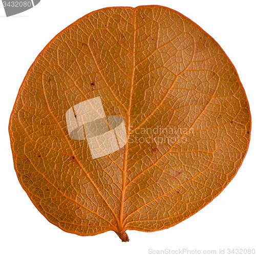 Image of Autumn leaf