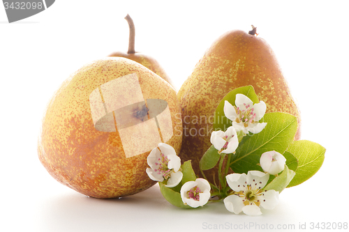 Image of Three ripe pears