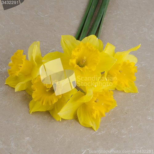 Image of Jonquil flowers