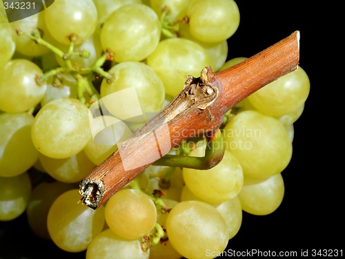 Image of White grapes