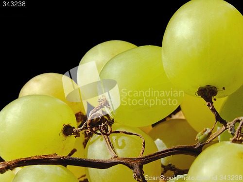 Image of White grapes