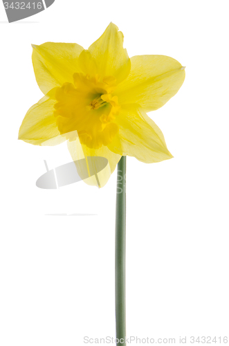 Image of Jonquil flower