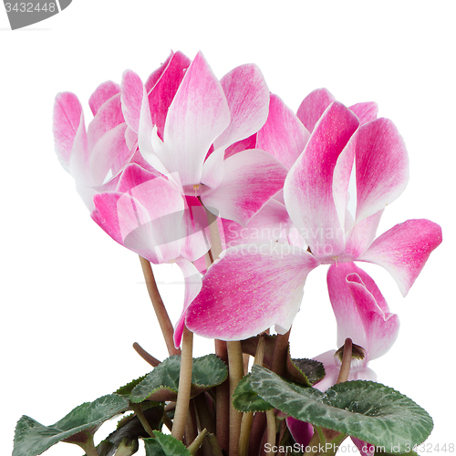 Image of Beautiful pink Cyclamen flower