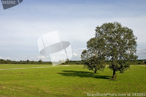 Image of Tree on meadow