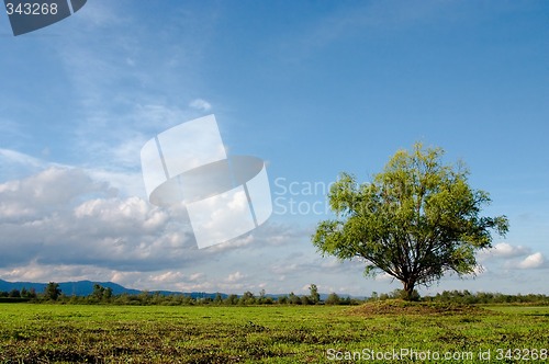 Image of Tree on meadow