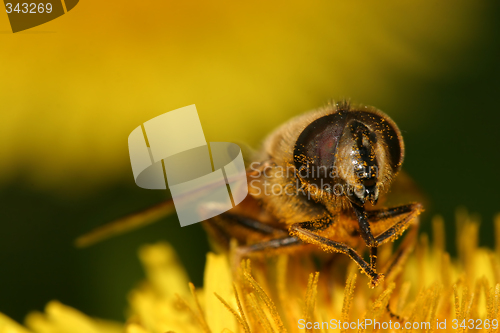 Image of Bee on flower