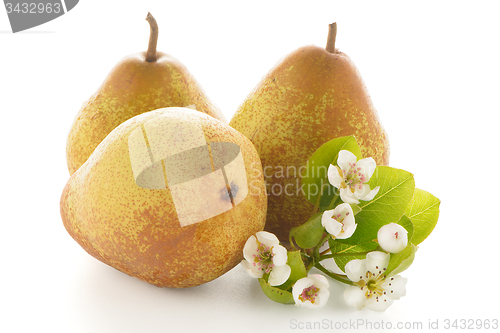 Image of Three ripe pears