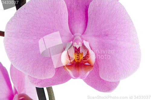 Image of pink orchid (phalaenopsis)