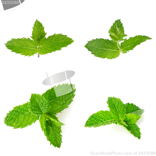 Image of Fresh mint close up