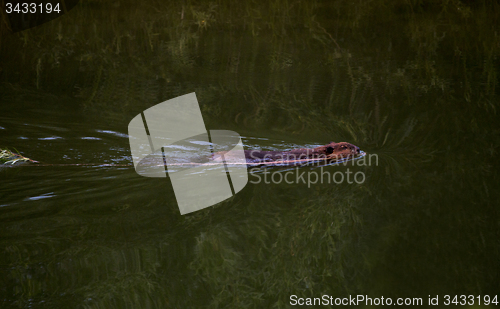 Image of Beaver Swimming at Dusk