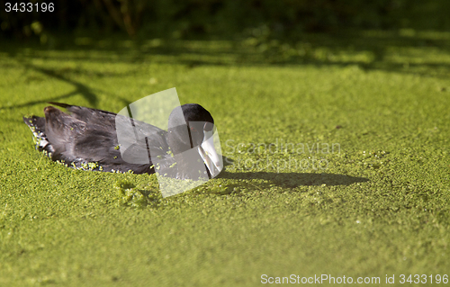 Image of American Coot Waterhen