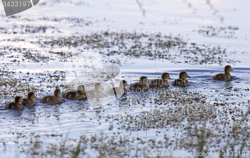 Image of Baby Ducks