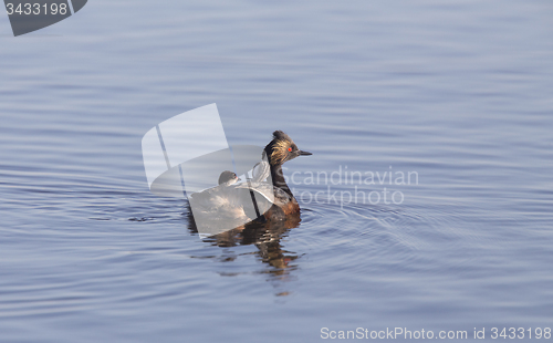 Image of Eared Grebe with Babies