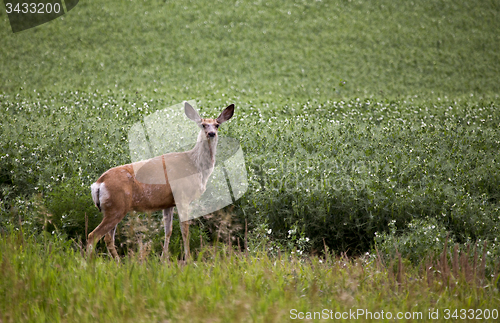 Image of Deer in Pulse Crop Field