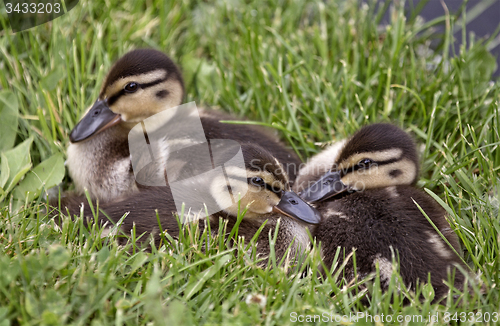 Image of Baby Ducks