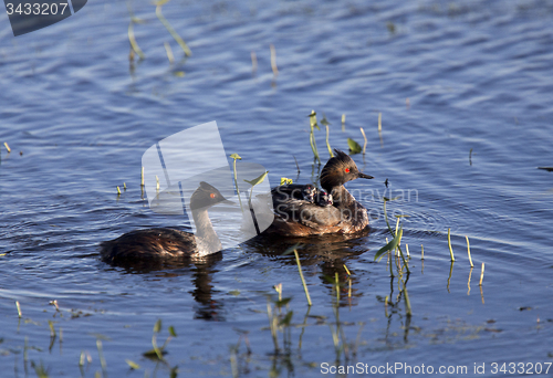Image of Eared Grebe with Babies