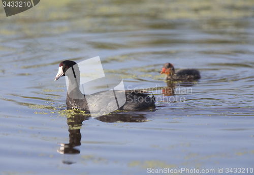 Image of American Coot Waterhen