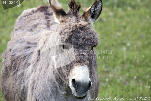 Image of Donkey close up