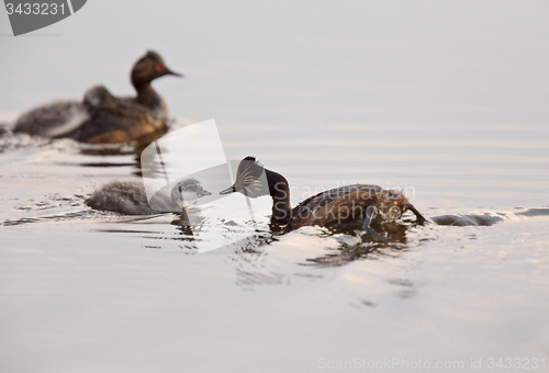 Image of Eared Grebe with Babies