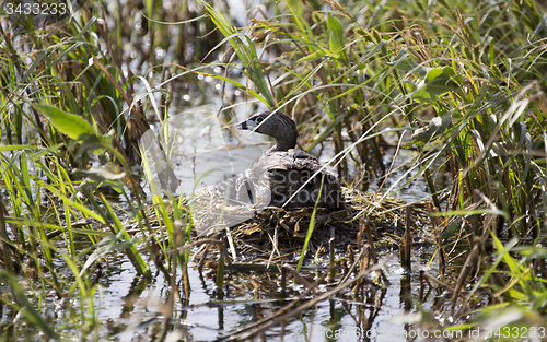 Image of American Coot with baby in nest