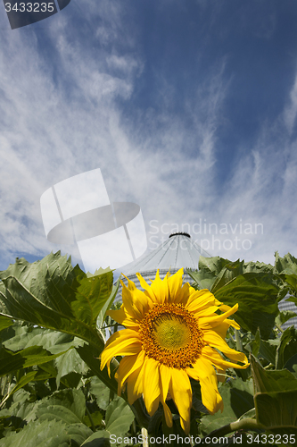 Image of Sunflower Field Manitoba
