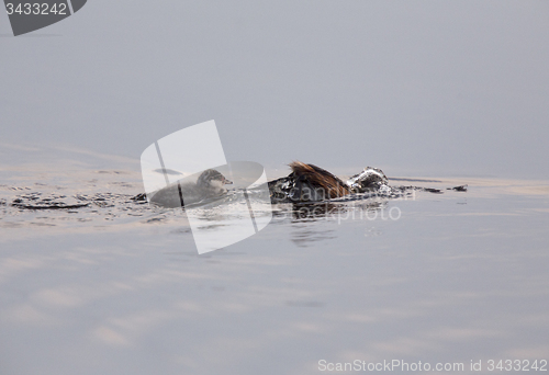 Image of Eared Grebe with Babies