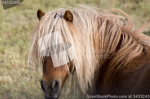 Image of Horse in pasture close up