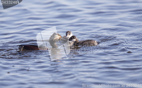 Image of Eared Grebe with Babies