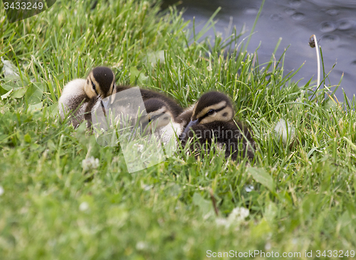 Image of Baby Ducks