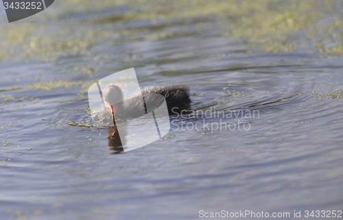 Image of American Coot Waterhen