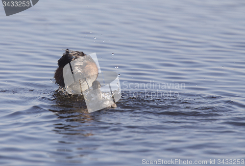 Image of Eared Grebe with Babies