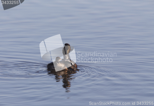 Image of Eared Grebe with Babies