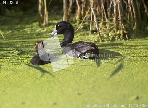 Image of American Coot Waterhen