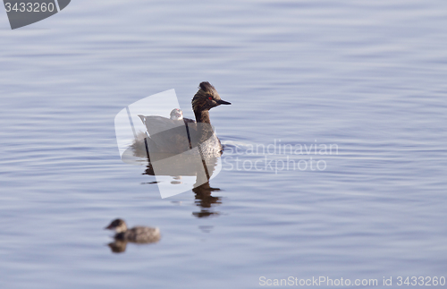 Image of Eared Grebe with Babies