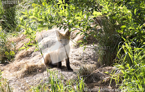 Image of Fox Kit