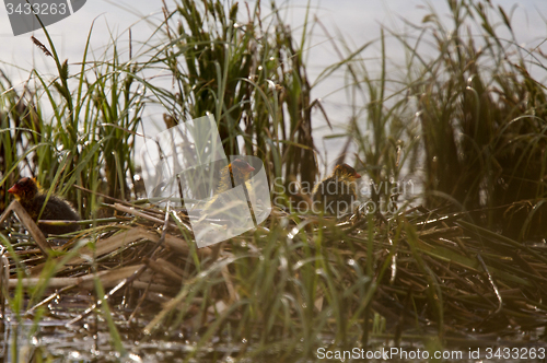 Image of American Coot with baby in nest