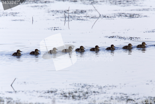 Image of Baby Ducks